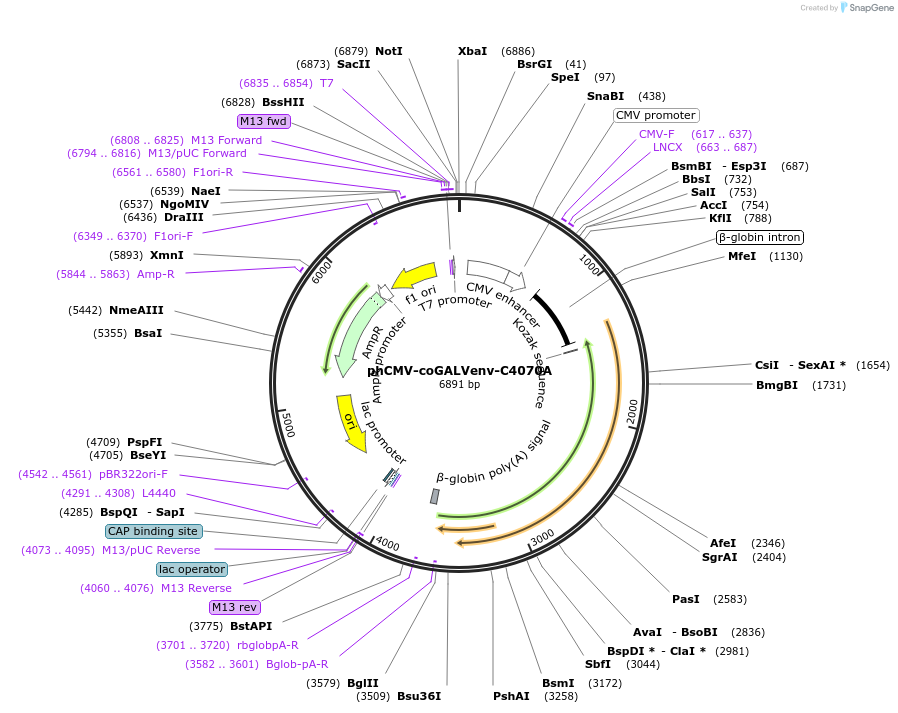 172217-plasmid-map-sequence-id-341502