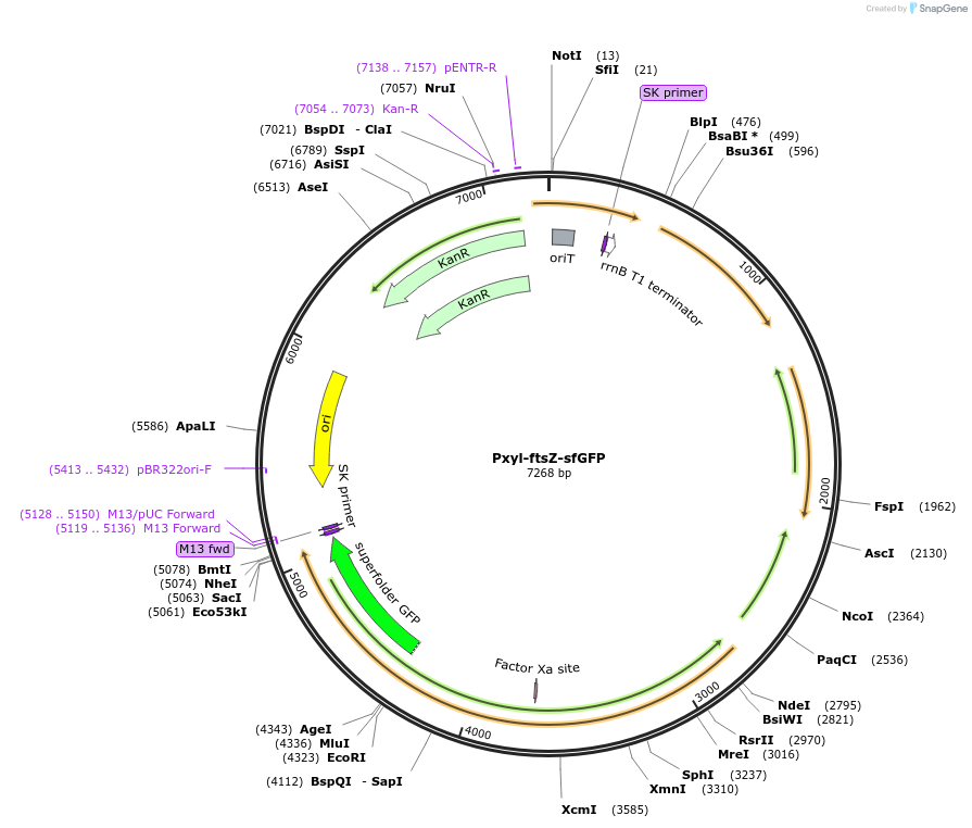 174505-plasmid-map-sequence-id-341516