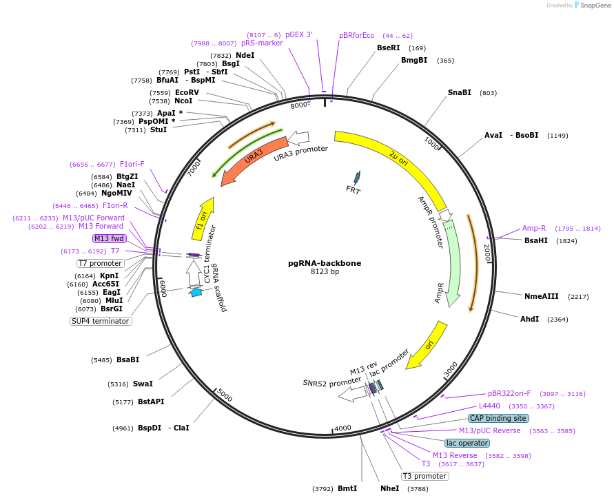 172517-plasmid-map-sequence-id-341519