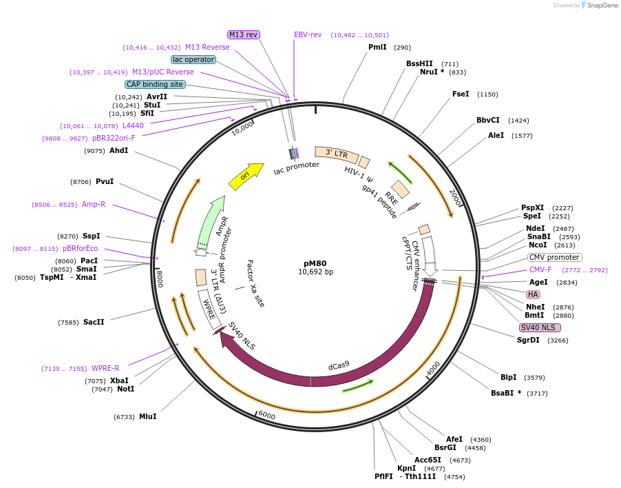 173173-plasmid-map-sequence-id-341545