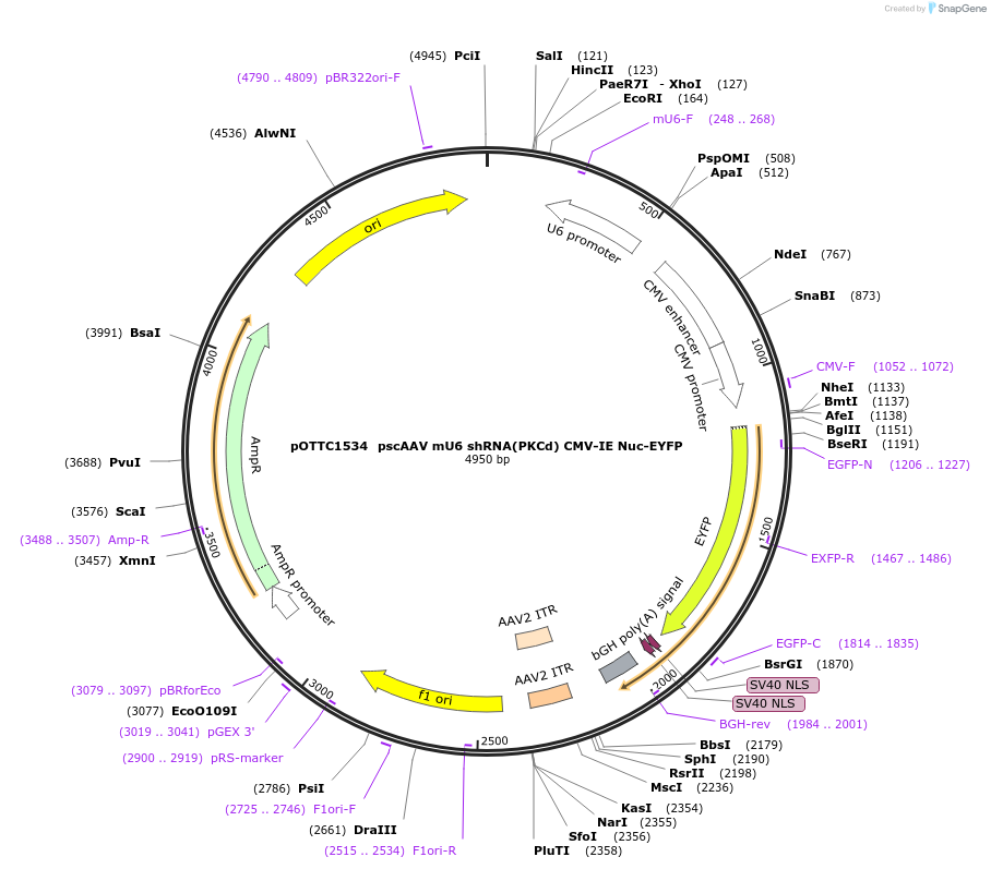 135562-plasmid-map-sequence-id-341672