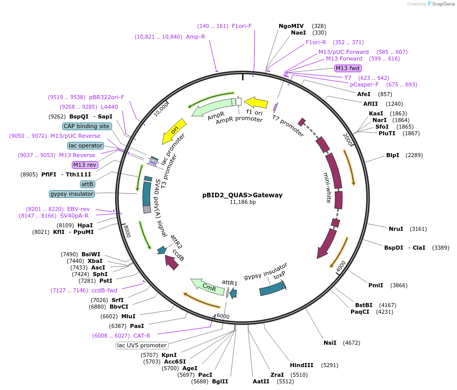 173725-plasmid-map-sequence-id-341673