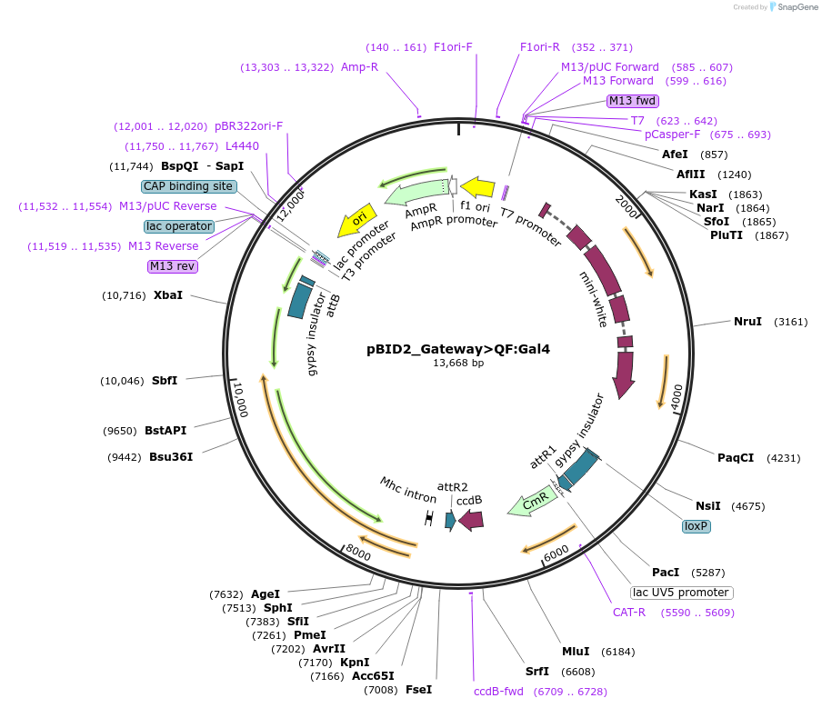 173729-plasmid-map-sequence-id-341675