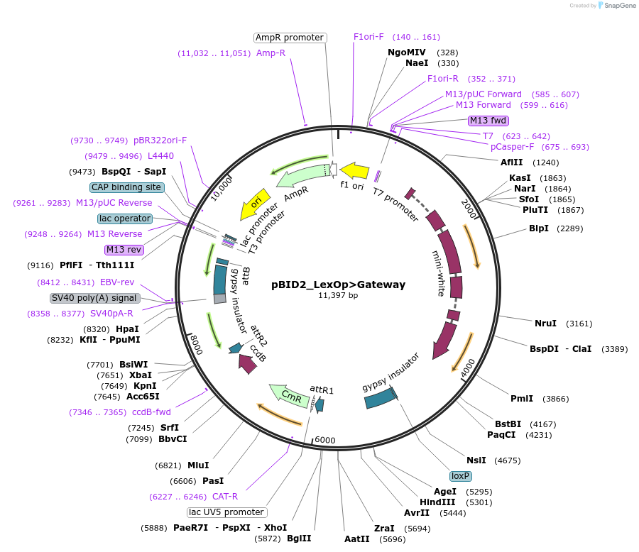 173724-plasmid-map-sequence-id-341679