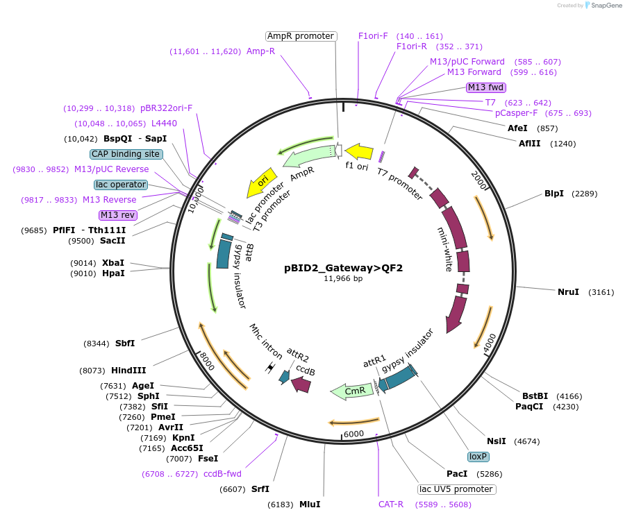 173728-plasmid-map-sequence-id-341681