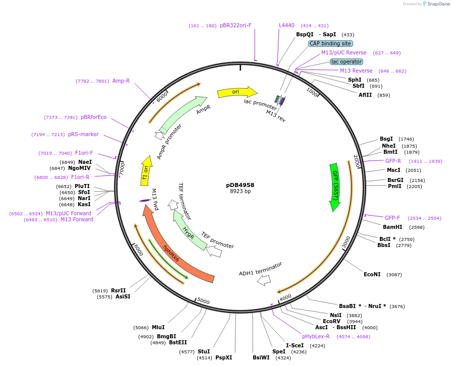 174014-plasmid-map-sequence-id-341693