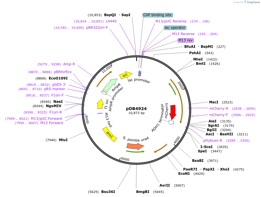174012-plasmid-map-sequence-id-341701