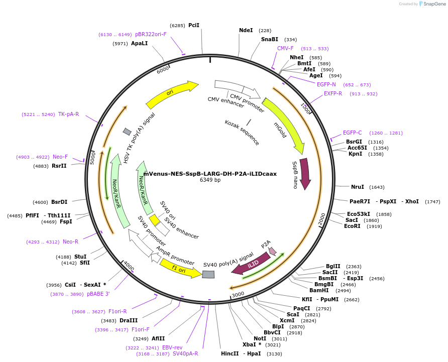 173863-plasmid-map-sequence-id-341704