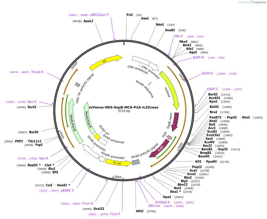 173864-plasmid-map-sequence-id-341705
