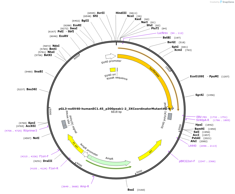 173993-plasmid-map-sequence-id-341706