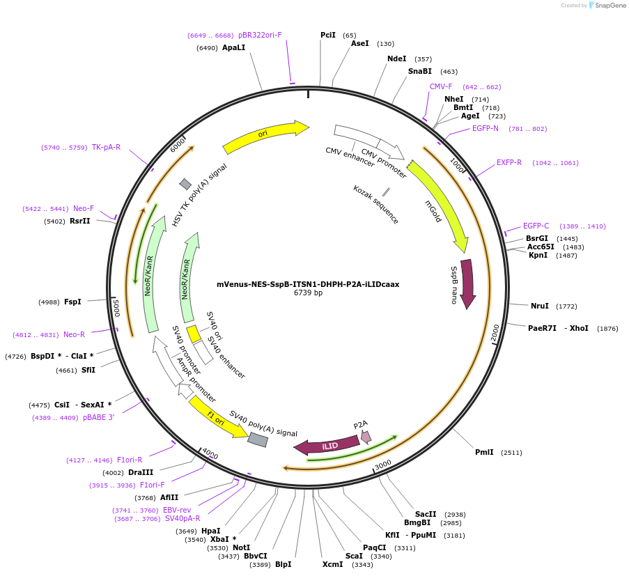 173866-plasmid-map-sequence-id-341714