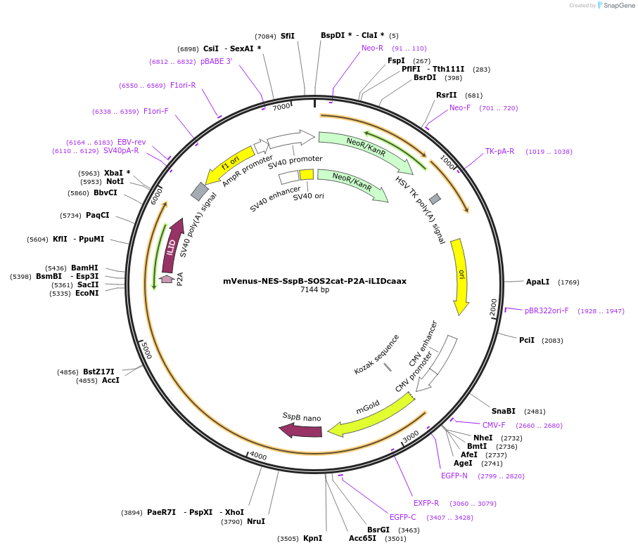 173867-plasmid-map-sequence-id-341715