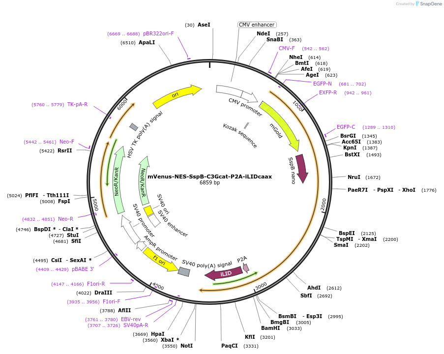 173868-plasmid-map-sequence-id-341717