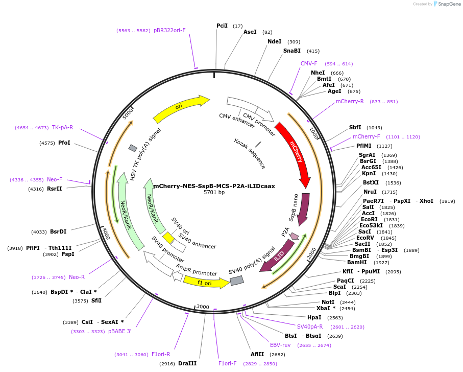 173869-plasmid-map-sequence-id-341718