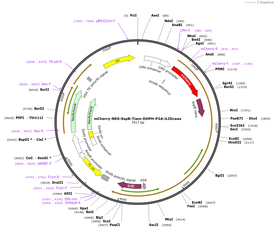 173871-plasmid-map-sequence-id-341721