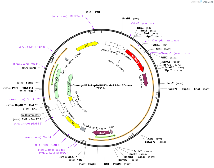 173873-plasmid-map-sequence-id-341727