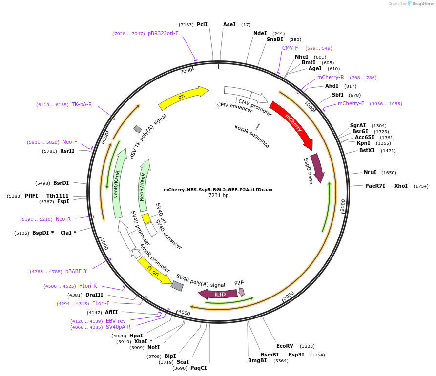173876-plasmid-map-sequence-id-341731