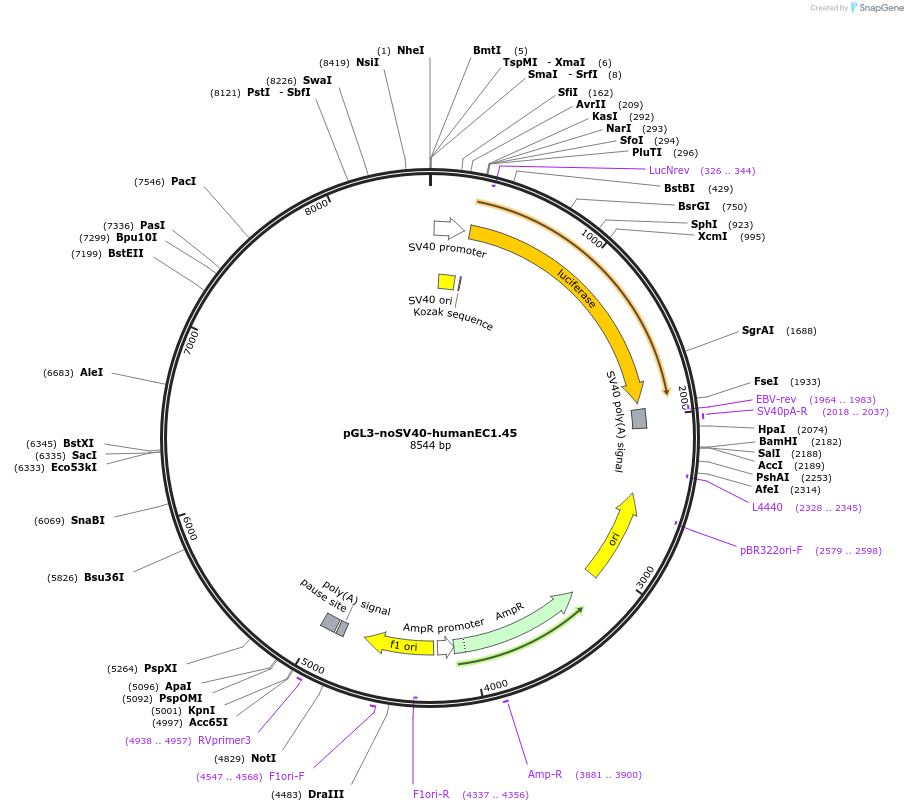 173946-plasmid-map-sequence-id-341761