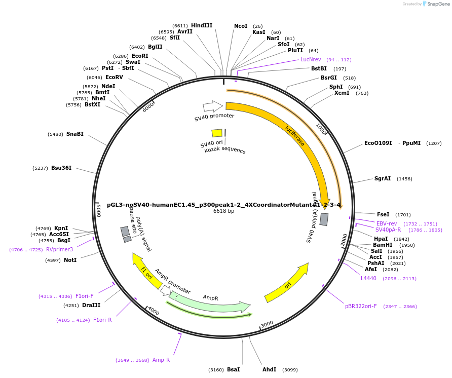 173992-plasmid-map-sequence-id-341764