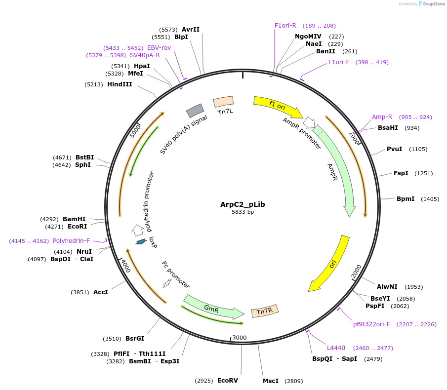 173679-plasmid-map-sequence-id-341773