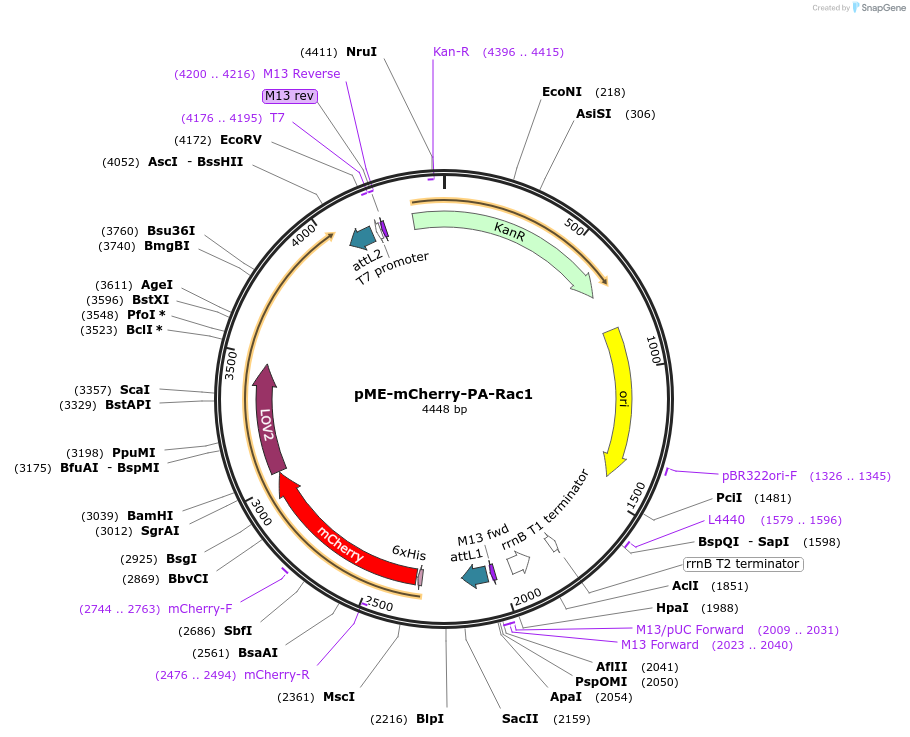 169042-plasmid-map-sequence-id-341784