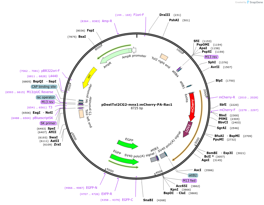 169044-plasmid-map-sequence-id-341827