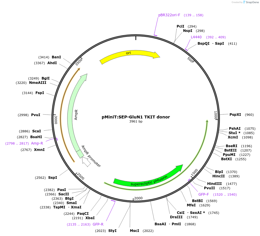 169427-plasmid-map-sequence-id-341867
