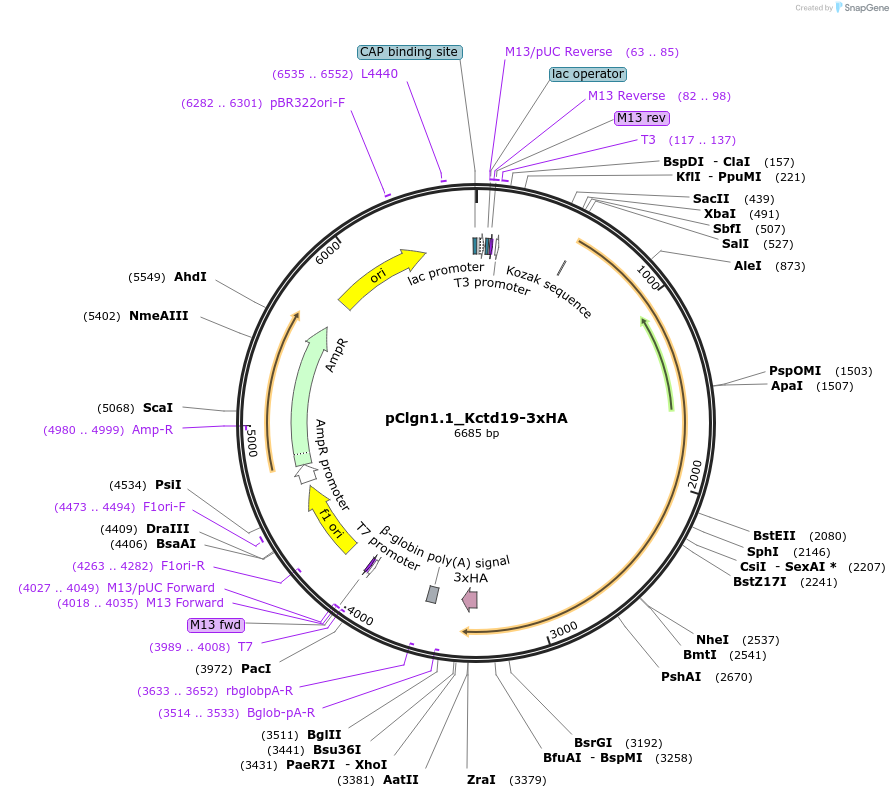 173497-plasmid-map-sequence-id-341875