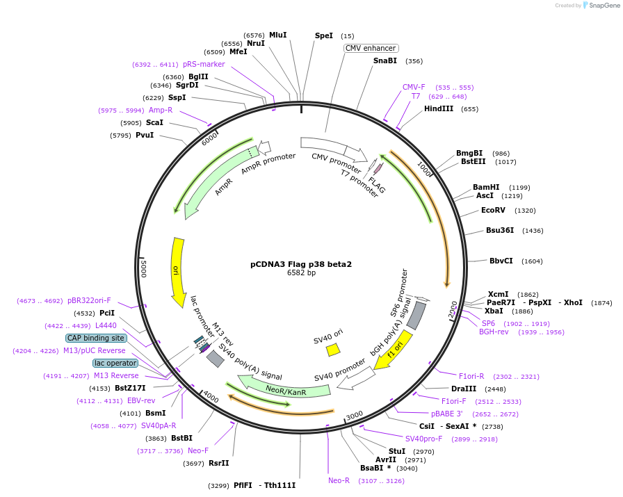 20355-plasmid-map-sequence-id-341893