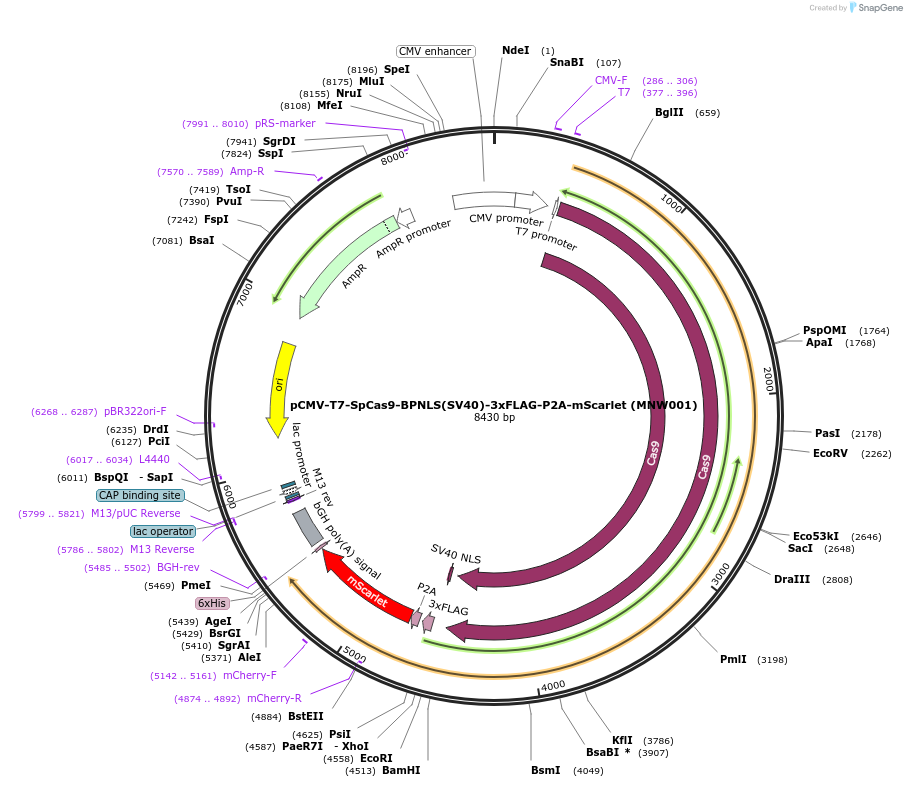174091-plasmid-map-sequence-id-341917