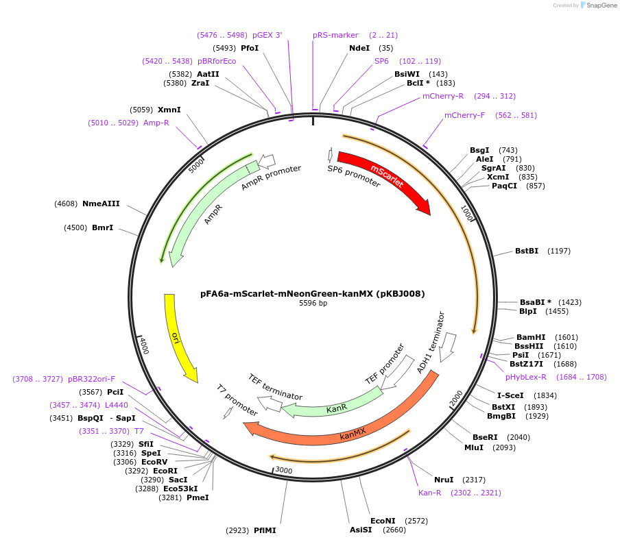 173455-plasmid-map-sequence-id-341923