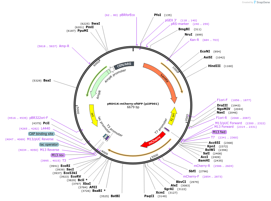 173457-plasmid-map-sequence-id-341929