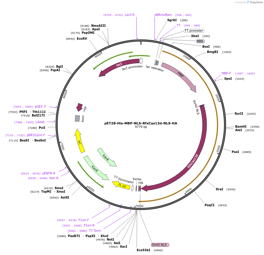 171586-plasmid-map-sequence-id-341954