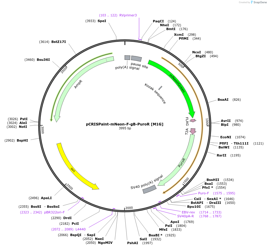 171803-plasmid-map-sequence-id-341955