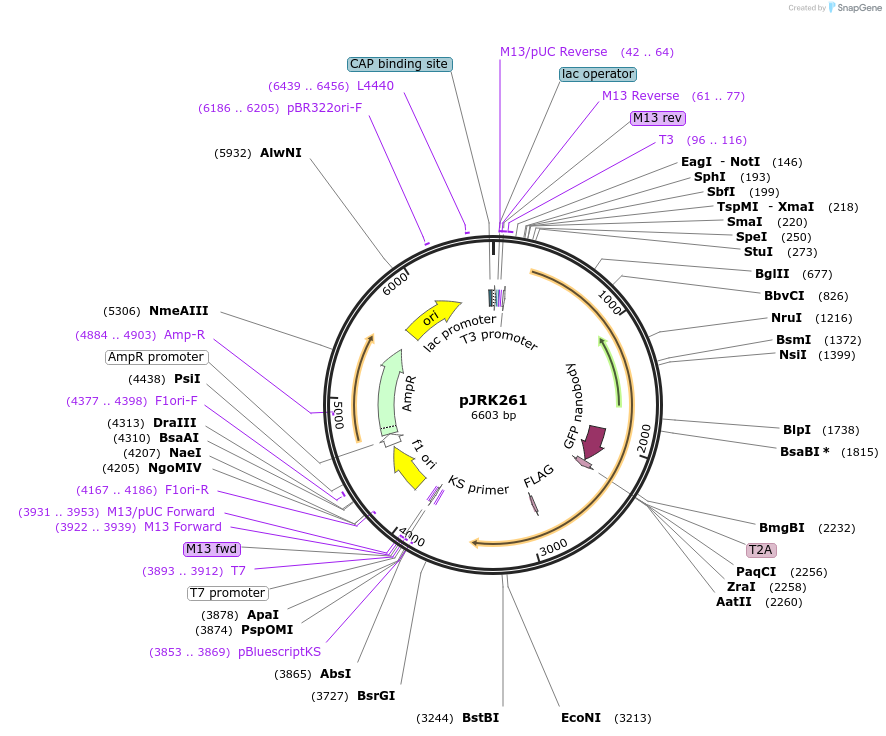 173754-plasmid-map-sequence-id-341963
