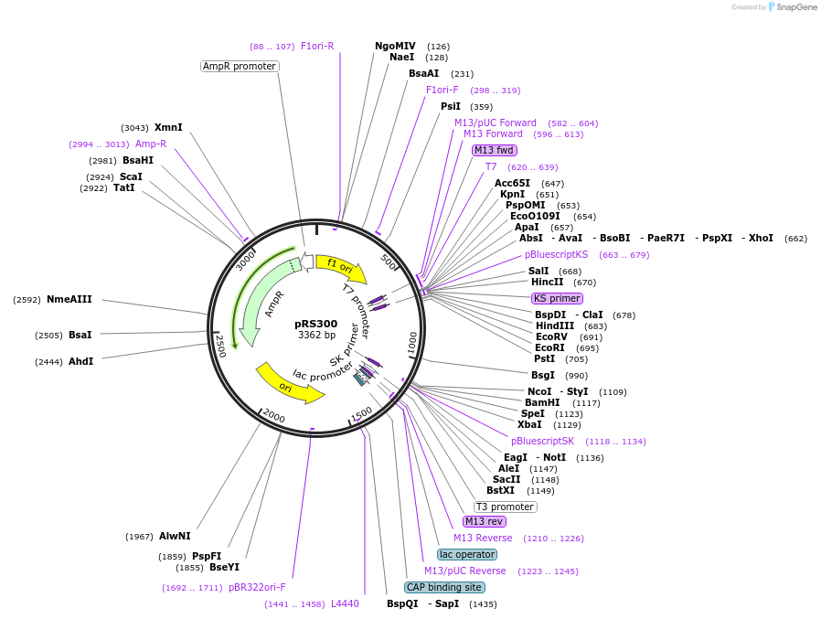 22846-plasmid-map-sequence-id-341975
