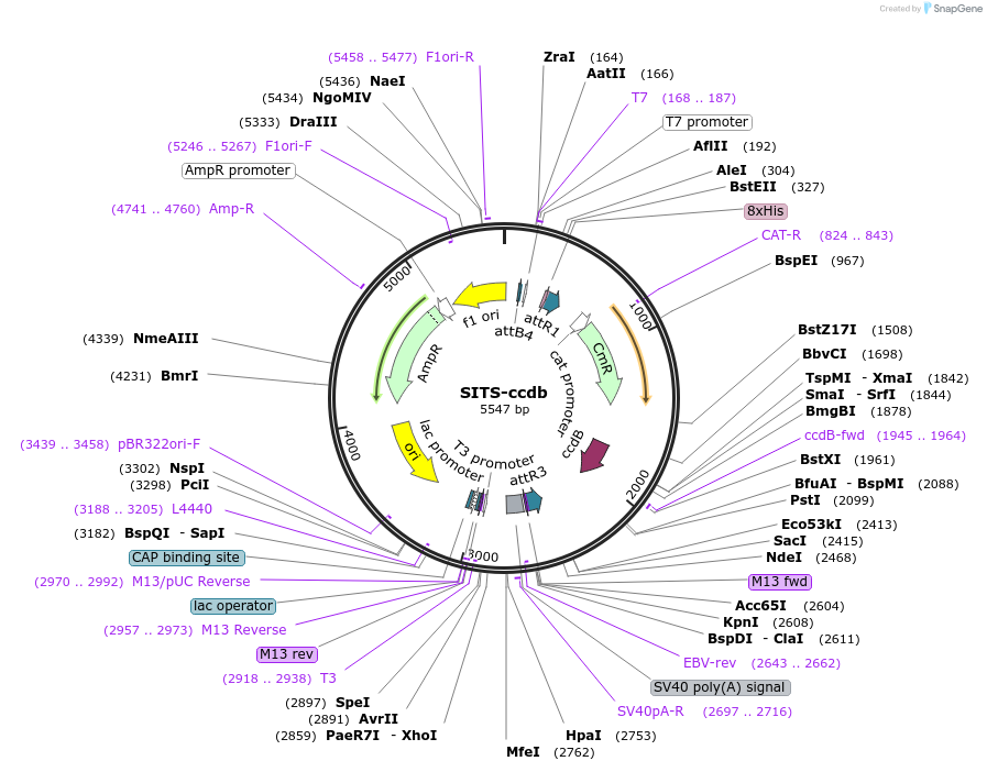 141067-plasmid-map-sequence-id-341989
