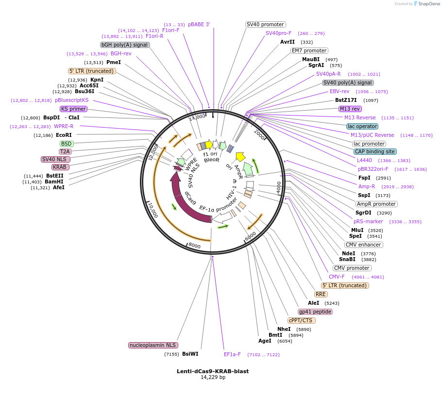 89567-plasmid-map-sequence-id-341991