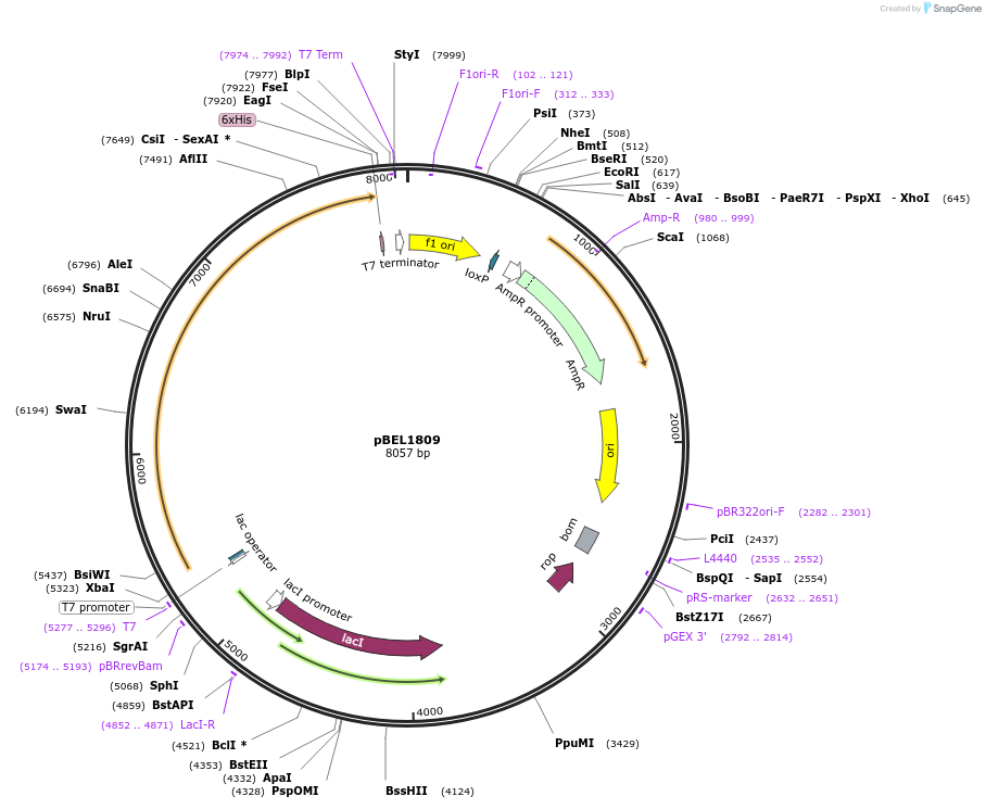 139913-plasmid-map-sequence-id-342024