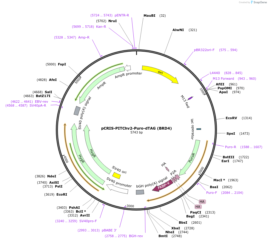 91793-plasmid-map-sequence-id-342048