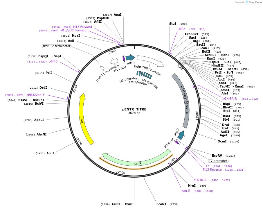 172128-plasmid-map-sequence-id-342059