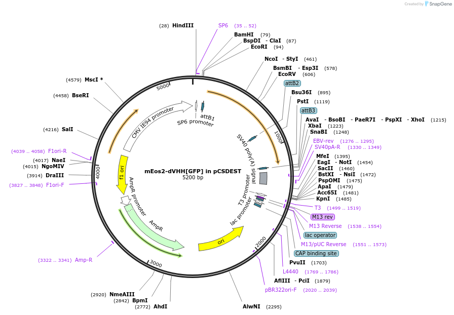 162870-plasmid-map-sequence-id-342060