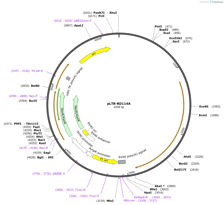 17576-plasmid-map-sequence-id-342064