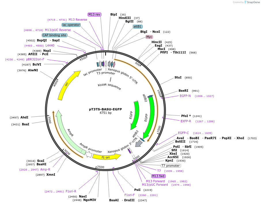 163845-plasmid-map-sequence-id-342067