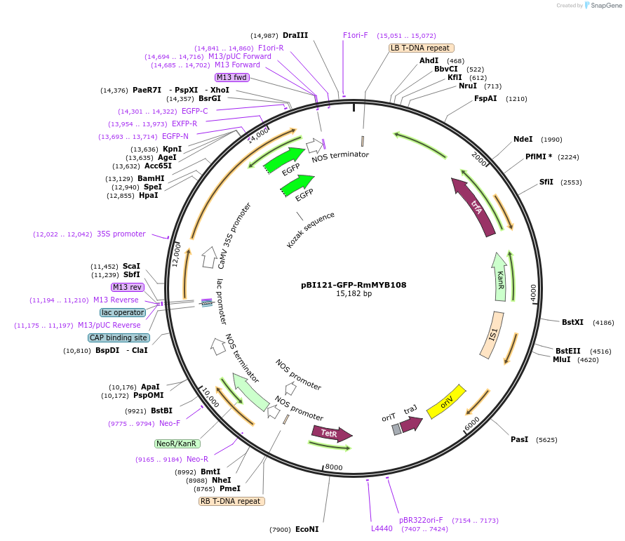 173181-plasmid-map-sequence-id-342071