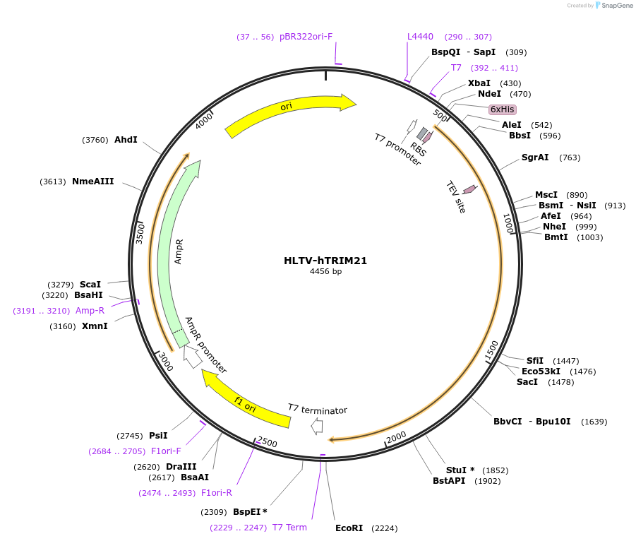 104973-plasmid-map-sequence-id-342078