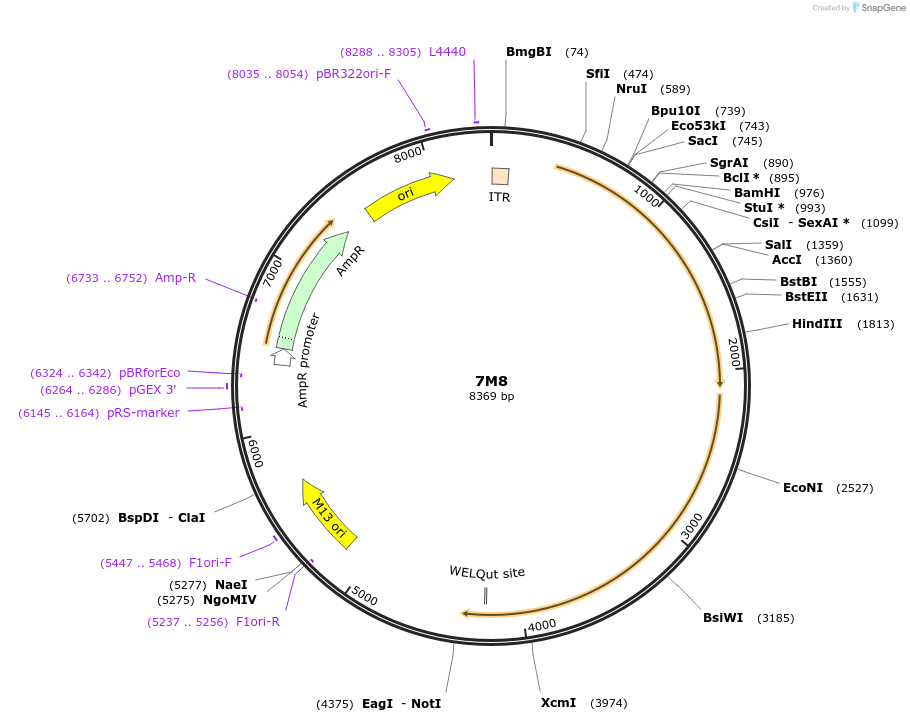 64839-plasmid-map-sequence-id-342083