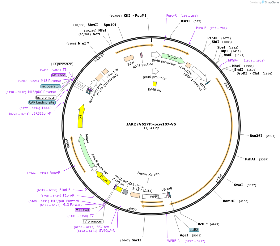 64610-plasmid-map-sequence-id-342097