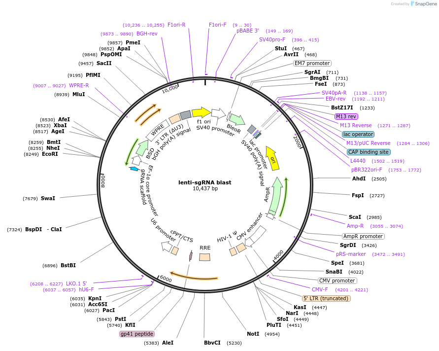 104993-plasmid-map-sequence-id-342099