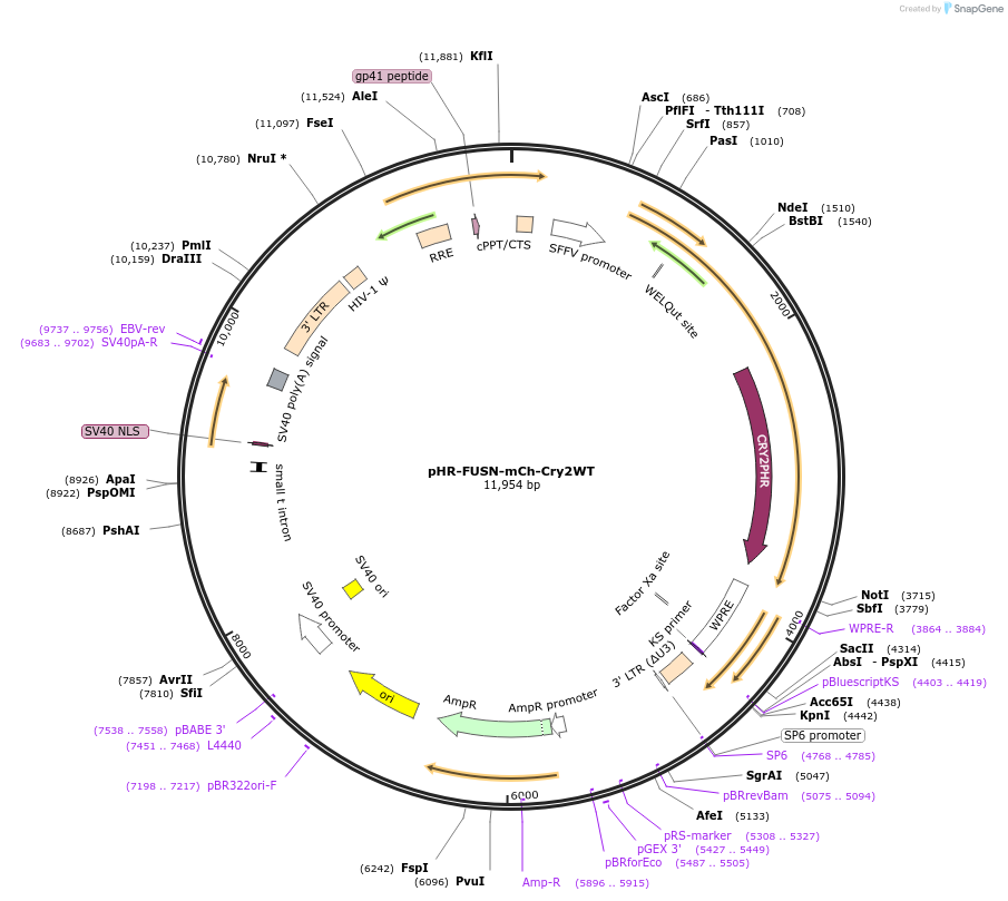 101223-plasmid-map-sequence-id-342102